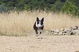 BULL TERRIER 063